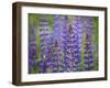 Blue Lupine Flowers-Cora Niele-Framed Photographic Print