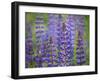 Blue Lupine Flowers-Cora Niele-Framed Photographic Print