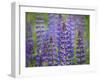 Blue Lupine Flowers-Cora Niele-Framed Photographic Print