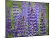 Blue Lupine Flowers-Cora Niele-Mounted Photographic Print
