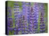 Blue Lupine Flowers-Cora Niele-Stretched Canvas