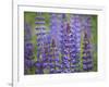 Blue Lupine Flowers-Cora Niele-Framed Photographic Print