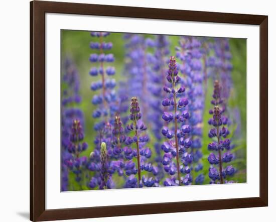 Blue Lupine Flowers-Cora Niele-Framed Photographic Print