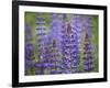 Blue Lupine Flowers-Cora Niele-Framed Photographic Print