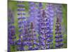 Blue Lupine Flowers-Cora Niele-Mounted Photographic Print