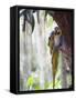 Blue Macaw, El Gallineral Park, San Gil, Colombia, South America-Christian Kober-Framed Stretched Canvas