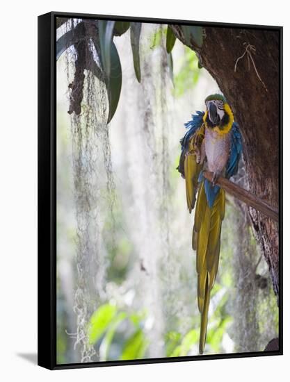 Blue Macaw, El Gallineral Park, San Gil, Colombia, South America-Christian Kober-Framed Stretched Canvas