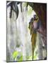 Blue Macaw, El Gallineral Park, San Gil, Colombia, South America-Christian Kober-Mounted Photographic Print