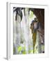 Blue Macaw, El Gallineral Park, San Gil, Colombia, South America-Christian Kober-Framed Photographic Print