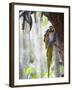 Blue Macaw, El Gallineral Park, San Gil, Colombia, South America-Christian Kober-Framed Photographic Print