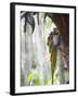 Blue Macaw, El Gallineral Park, San Gil, Colombia, South America-Christian Kober-Framed Photographic Print