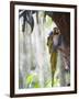 Blue Macaw, El Gallineral Park, San Gil, Colombia, South America-Christian Kober-Framed Photographic Print