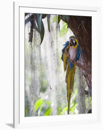 Blue Macaw, El Gallineral Park, San Gil, Colombia, South America-Christian Kober-Framed Photographic Print