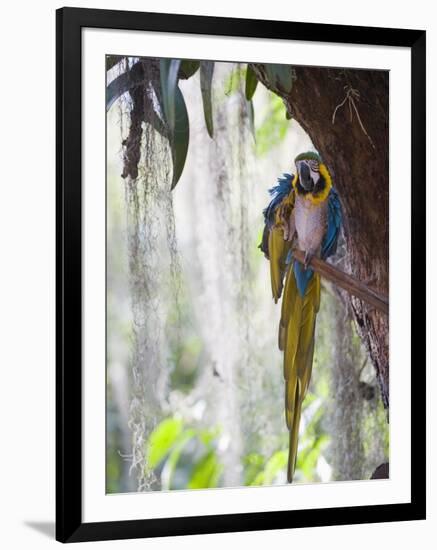 Blue Macaw, El Gallineral Park, San Gil, Colombia, South America-Christian Kober-Framed Photographic Print