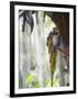 Blue Macaw, El Gallineral Park, San Gil, Colombia, South America-Christian Kober-Framed Photographic Print