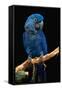 Blue Macaw-Lantern Press-Framed Stretched Canvas