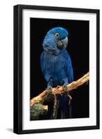 Blue Macaw-Lantern Press-Framed Art Print