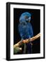 Blue Macaw-Lantern Press-Framed Art Print