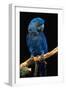 Blue Macaw-Lantern Press-Framed Art Print