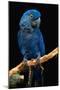 Blue Macaw-Lantern Press-Mounted Art Print