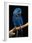 Blue Macaw-Lantern Press-Framed Art Print