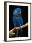 Blue Macaw-Lantern Press-Framed Art Print