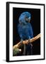 Blue Macaw-Lantern Press-Framed Art Print