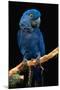 Blue Macaw-Lantern Press-Mounted Art Print