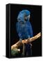 Blue Macaw-Lantern Press-Framed Stretched Canvas