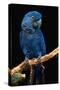 Blue Macaw-Lantern Press-Stretched Canvas