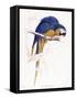 Blue Macaw-Stellar Design Studio-Framed Stretched Canvas