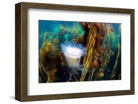 blue mane jellyfish drifting through a seaweed forest, uk-alex mustard-Framed Photographic Print