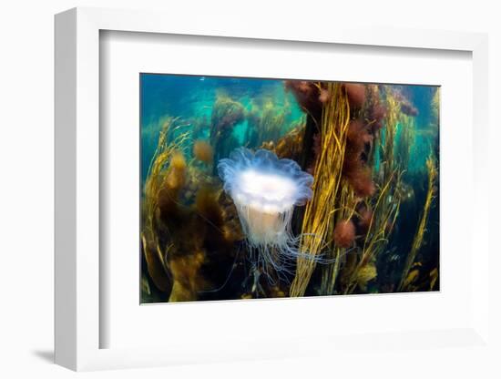 blue mane jellyfish drifting through a seaweed forest, uk-alex mustard-Framed Photographic Print