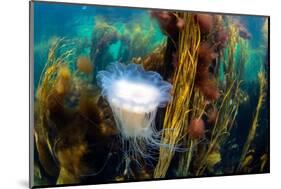 blue mane jellyfish drifting through a seaweed forest, uk-alex mustard-Mounted Photographic Print