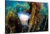 blue mane jellyfish drifting through a seaweed forest, uk-alex mustard-Stretched Canvas