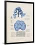 Blue Marine Algae IV-Vision Studio-Framed Art Print