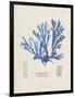 Blue Marine Algae IX-Vision Studio-Framed Art Print