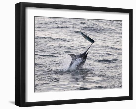 Blue Marlin (Makaira Nigricans) Hunting Dorado (Coryphaena Hippurus), Congo, Africa-Mick Baines & Maren Reichelt-Framed Photographic Print