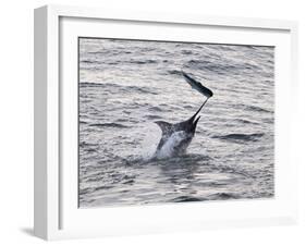 Blue Marlin (Makaira Nigricans) Hunting Dorado (Coryphaena Hippurus), Congo, Africa-Mick Baines & Maren Reichelt-Framed Photographic Print