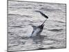 Blue Marlin (Makaira Nigricans) Hunting Dorado (Coryphaena Hippurus), Congo, Africa-Mick Baines & Maren Reichelt-Mounted Photographic Print