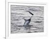 Blue Marlin (Makaira Nigricans) Hunting Dorado (Coryphaena Hippurus), Congo, Africa-Mick Baines & Maren Reichelt-Framed Photographic Print