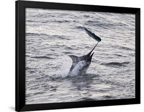 Blue Marlin (Makaira Nigricans) Hunting Dorado (Coryphaena Hippurus), Congo, Africa-Mick Baines & Maren Reichelt-Framed Photographic Print