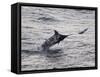 Blue Marlin (Makaira Nigricans) Hunting Dorado (Coryphaena Hippurus), Congo, Africa-Mick Baines & Maren Reichelt-Framed Stretched Canvas