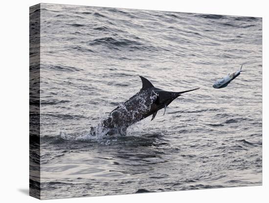 Blue Marlin (Makaira Nigricans) Hunting Dorado (Coryphaena Hippurus), Congo, Africa-Mick Baines & Maren Reichelt-Stretched Canvas