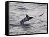 Blue Marlin (Makaira Nigricans) Hunting Dorado (Coryphaena Hippurus), Congo, Africa-Mick Baines & Maren Reichelt-Framed Stretched Canvas