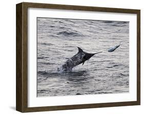 Blue Marlin (Makaira Nigricans) Hunting Dorado (Coryphaena Hippurus), Congo, Africa-Mick Baines & Maren Reichelt-Framed Photographic Print