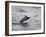 Blue Marlin (Makaira Nigricans) Hunting Dorado (Coryphaena Hippurus), Congo, Africa-Mick Baines & Maren Reichelt-Framed Photographic Print