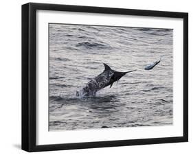 Blue Marlin (Makaira Nigricans) Hunting Dorado (Coryphaena Hippurus), Congo, Africa-Mick Baines & Maren Reichelt-Framed Photographic Print