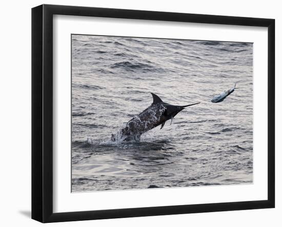 Blue Marlin (Makaira Nigricans) Hunting Dorado (Coryphaena Hippurus), Congo, Africa-Mick Baines & Maren Reichelt-Framed Photographic Print