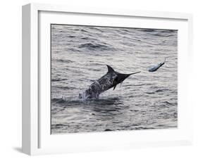 Blue Marlin (Makaira Nigricans) Hunting Dorado (Coryphaena Hippurus), Congo, Africa-Mick Baines & Maren Reichelt-Framed Photographic Print